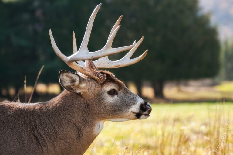 First Known Case of Chronic Wasting Disease Detected in Florida, Georgia, on High Alert
