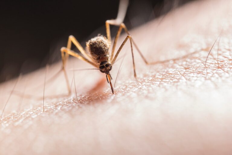 Rising Mosquito Days Prompt Health Alerts in Florida